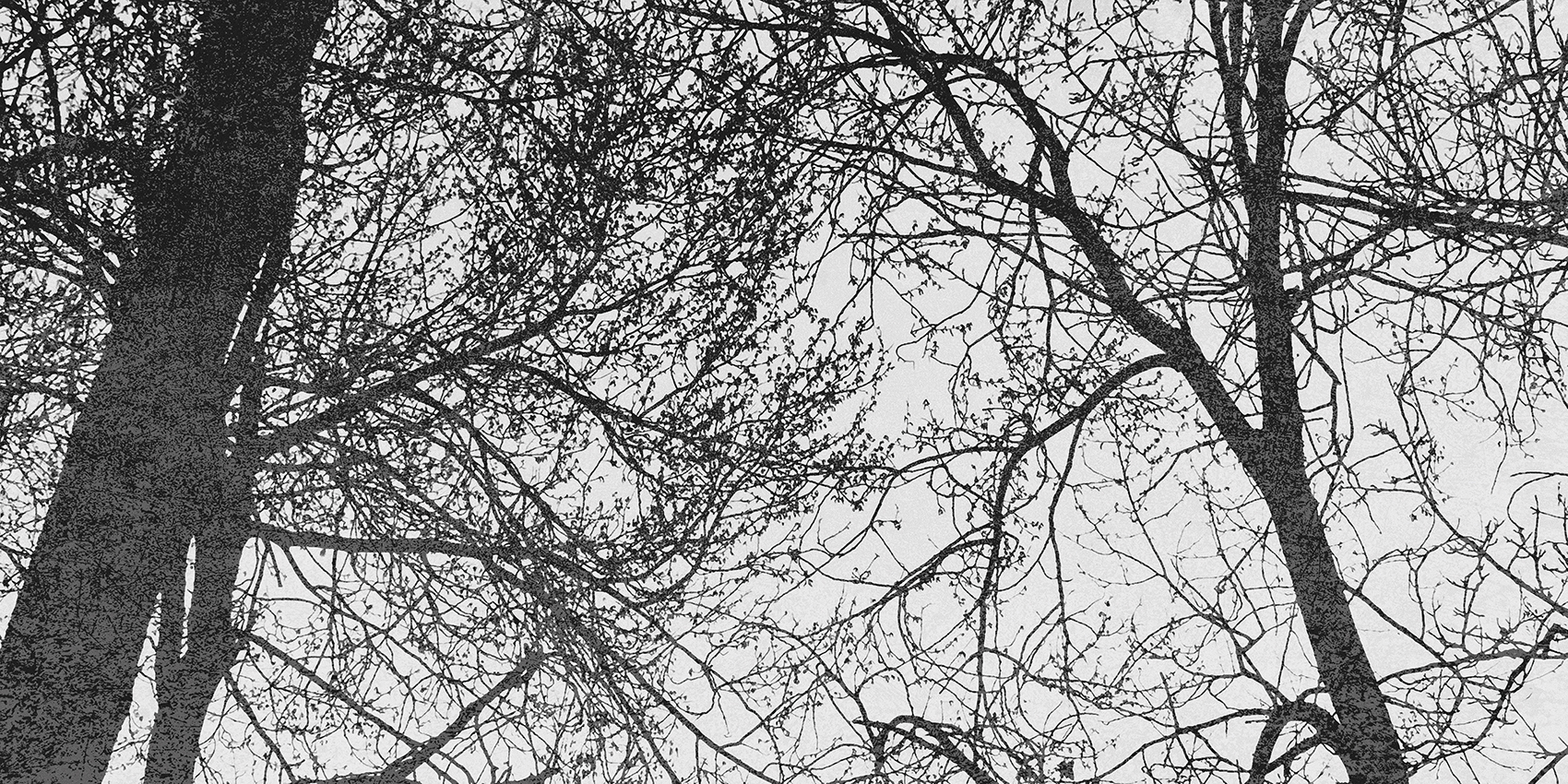 LINEA 475 NATURAL
